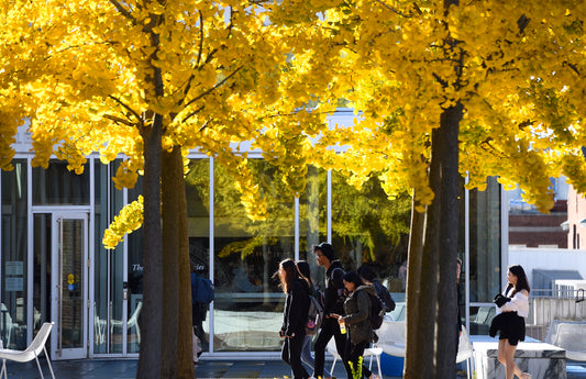 Students under ginkgo trees in fall on the Keyser Quad-Will Kirk 22