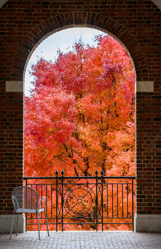 Fall trees near Gilman Hall-Will Kirk 14