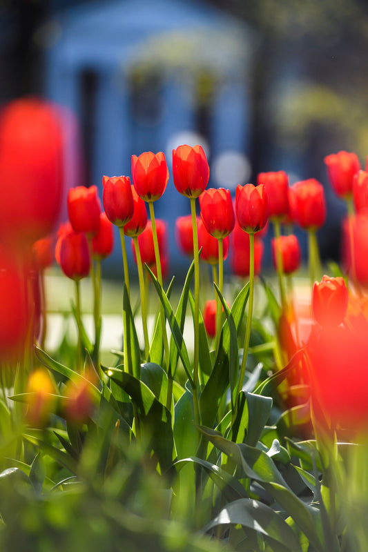 Tulips on the patio of the M.S.E. Library -Will Kirk 2