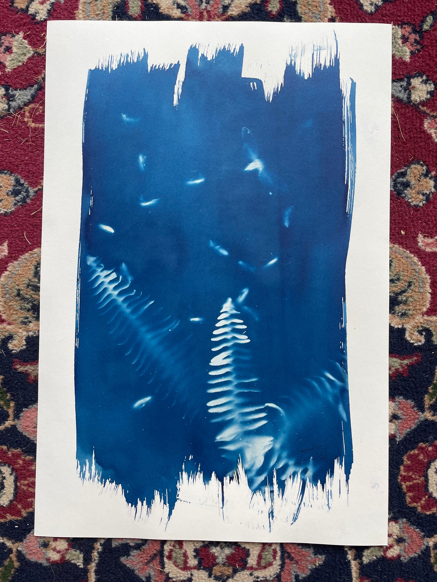 Brood X 21 Cyanotype #10