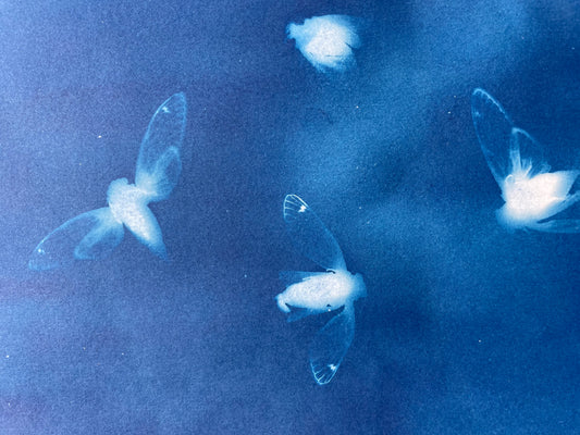 Brood X 21 Cyanotype #2