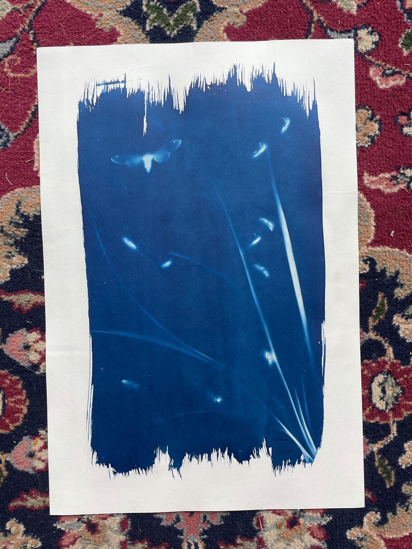 Brood X 21 Cyanotype #5