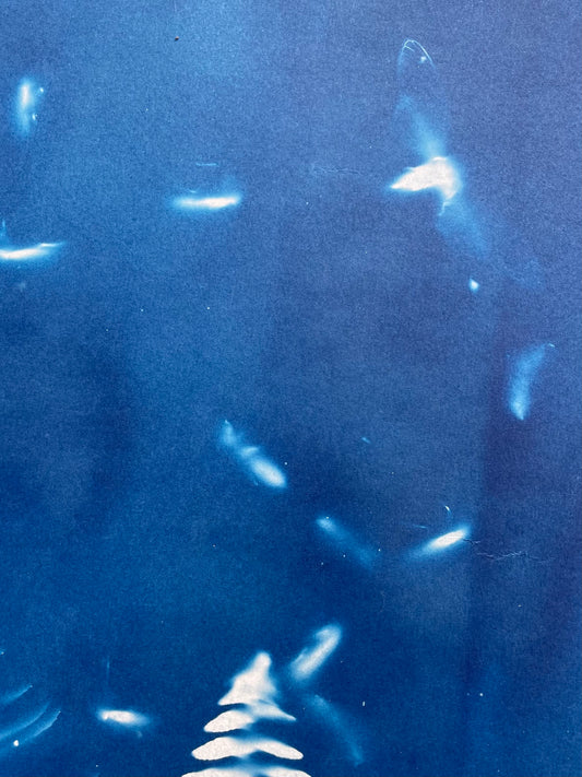 Brood X 21 Cyanotype #10