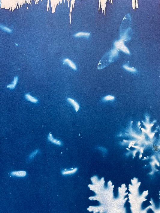 Brood X 21 Cyanotype #11
