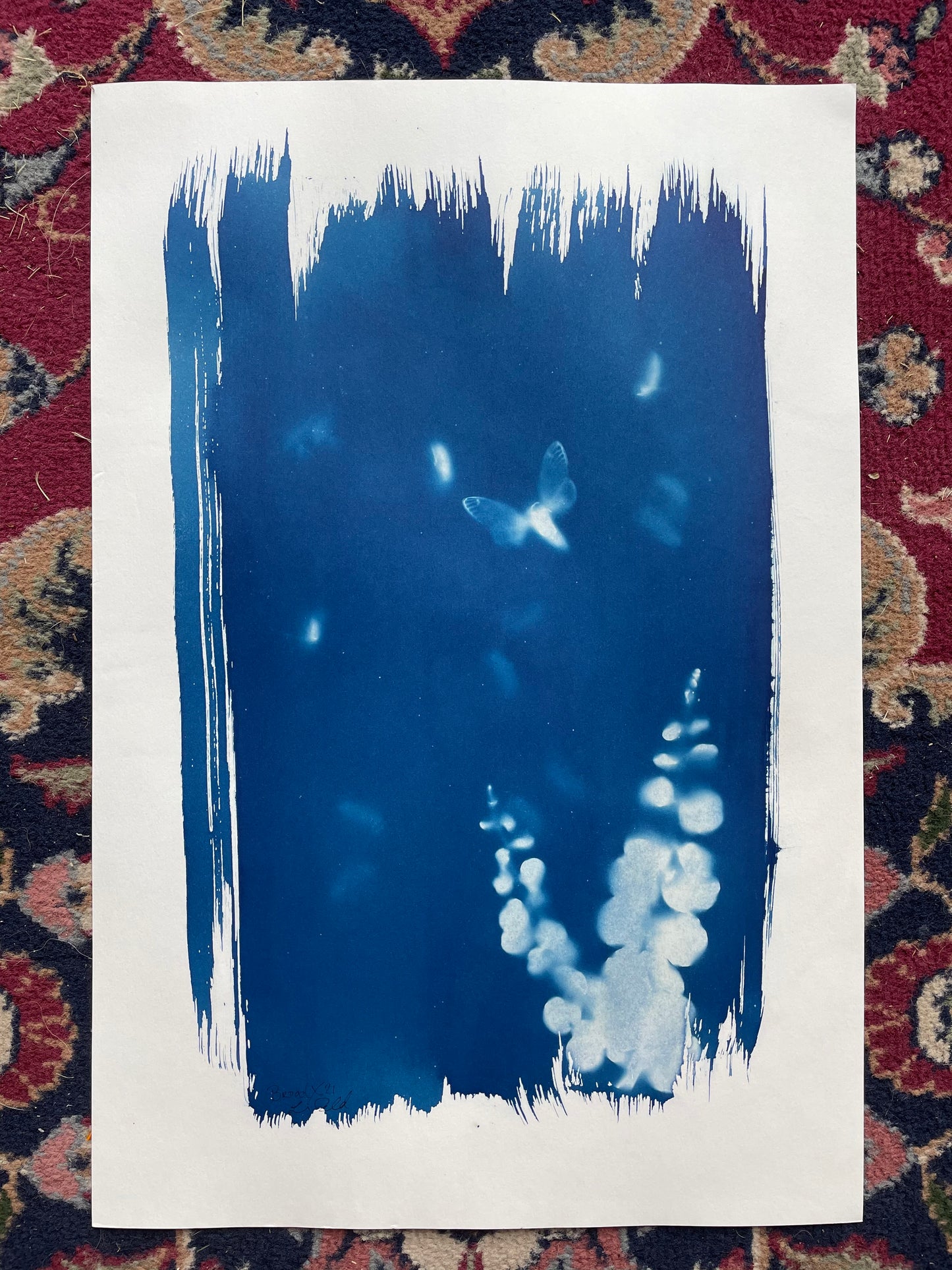 Brood X 21 Cyanotype #7