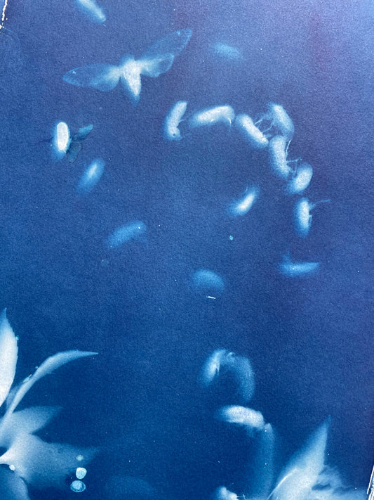 Brood X 21 Cyanotype #4