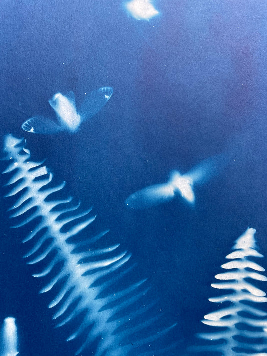 Brood X 21 Cyanotype #9