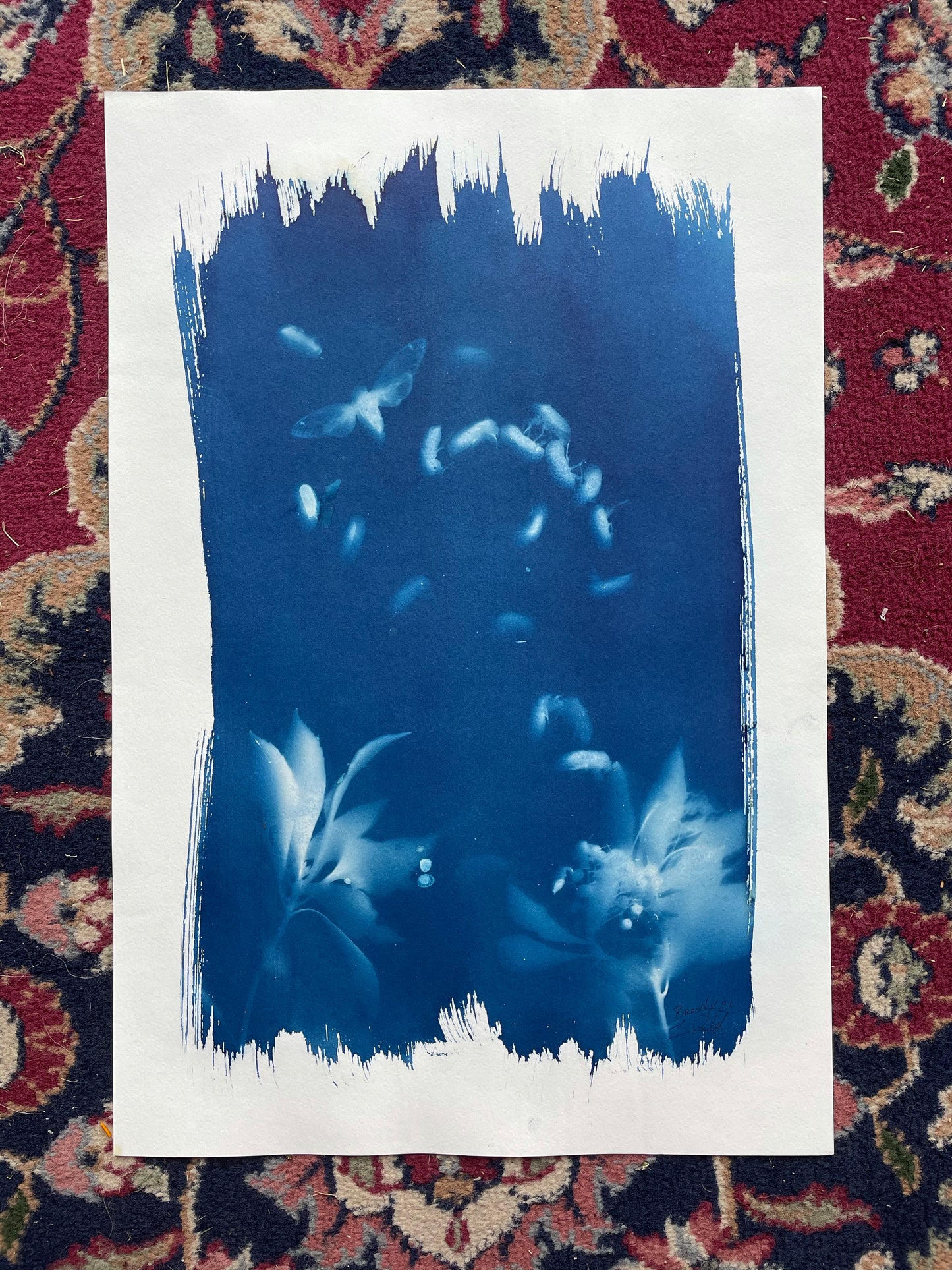 Brood X 21 Cyanotype #4