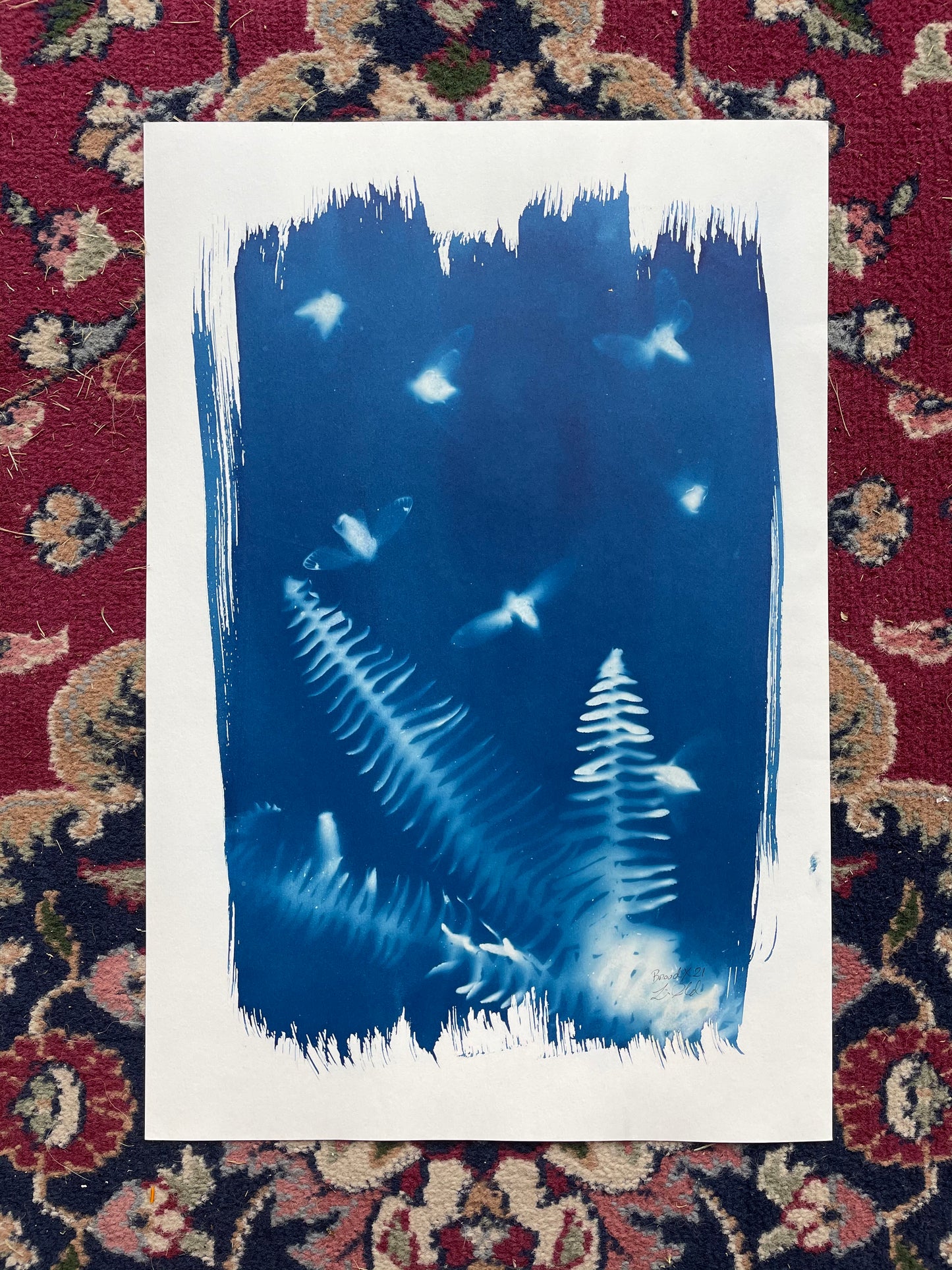Brood X 21 Cyanotype #9