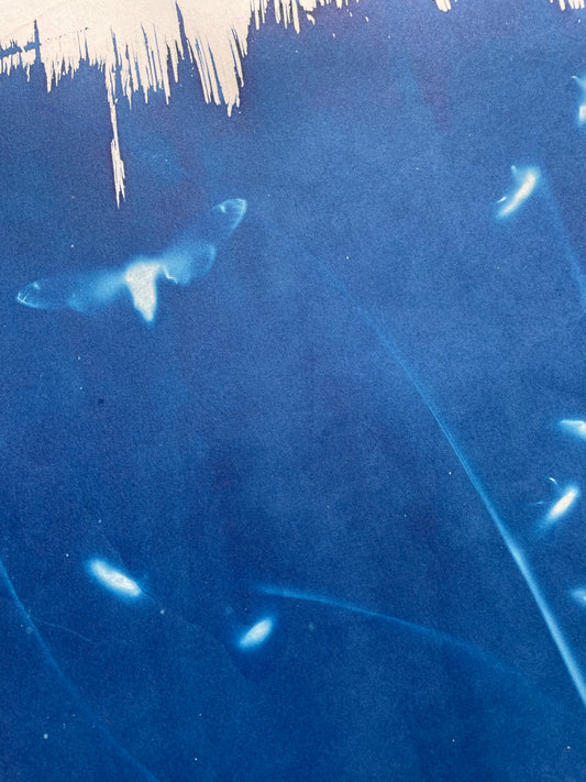 Brood X 21 Cyanotype #5