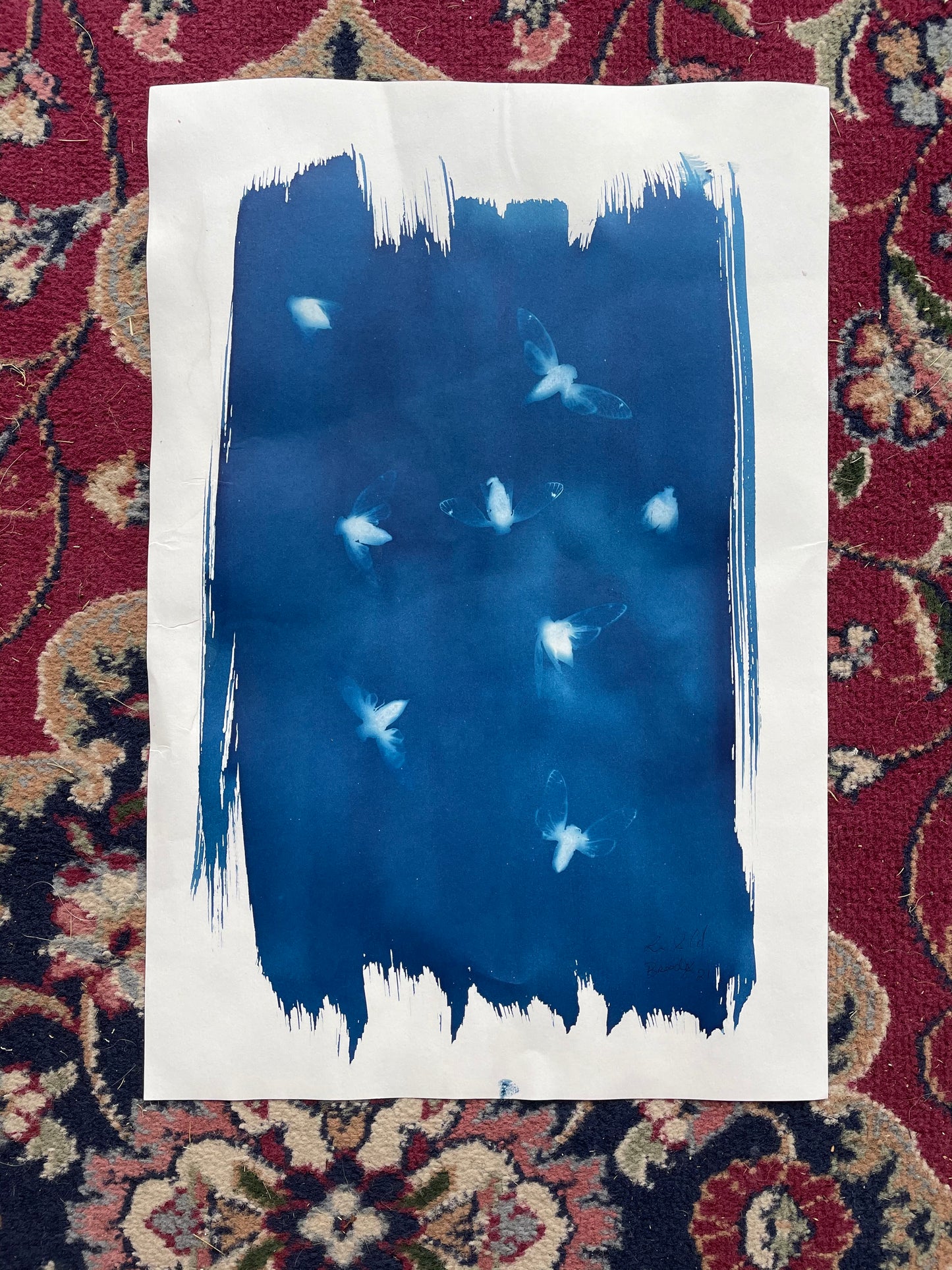 Brood X 21 Cyanotype #2
