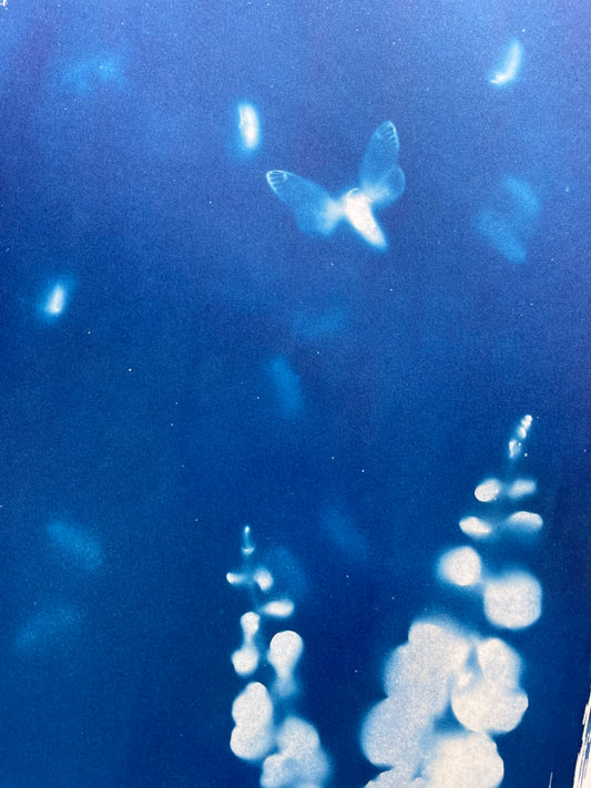 Brood X 21 Cyanotype #7