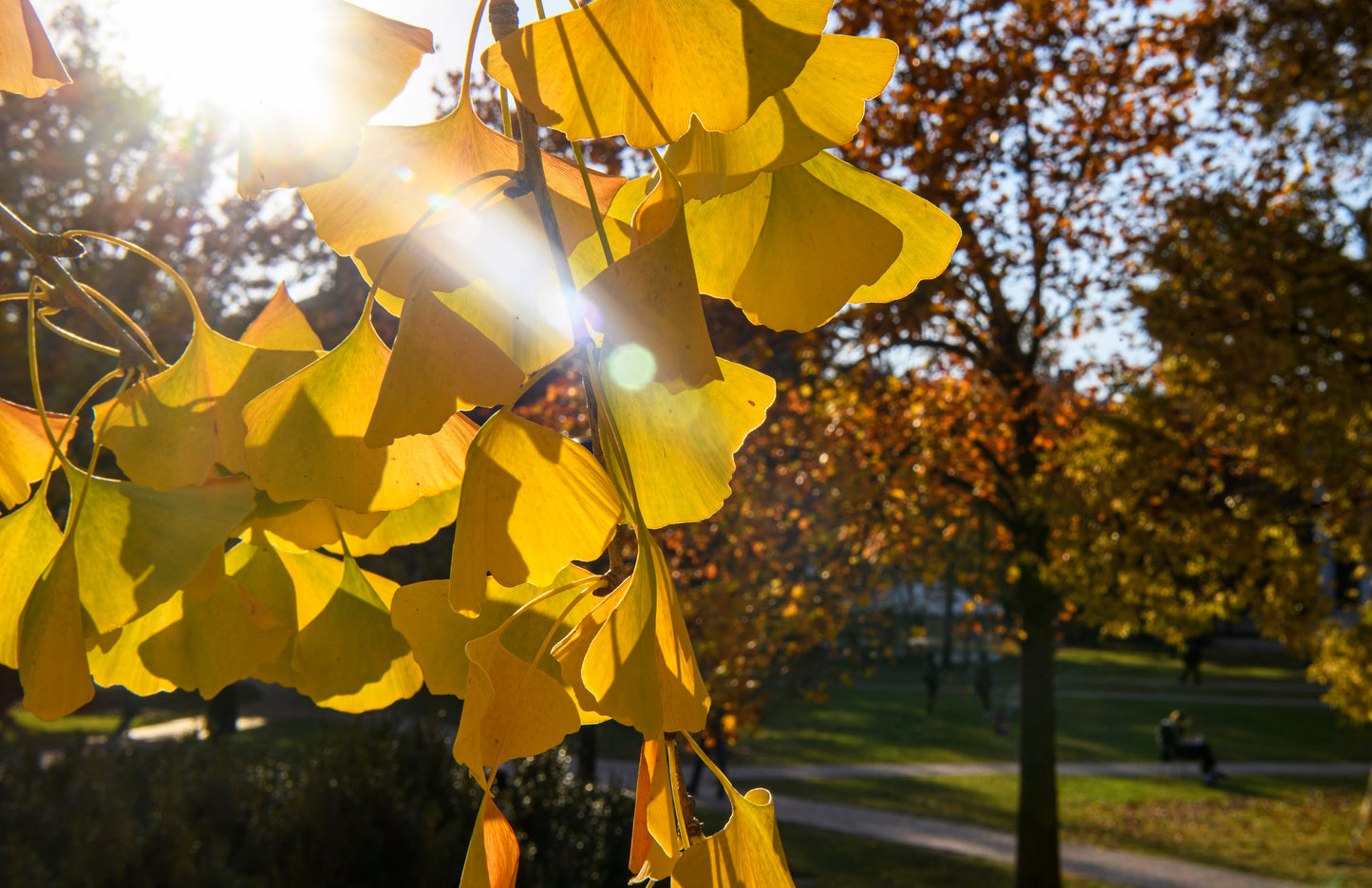 Ginkgo trees in fall on the Keyser Quad-Will Kirk 13