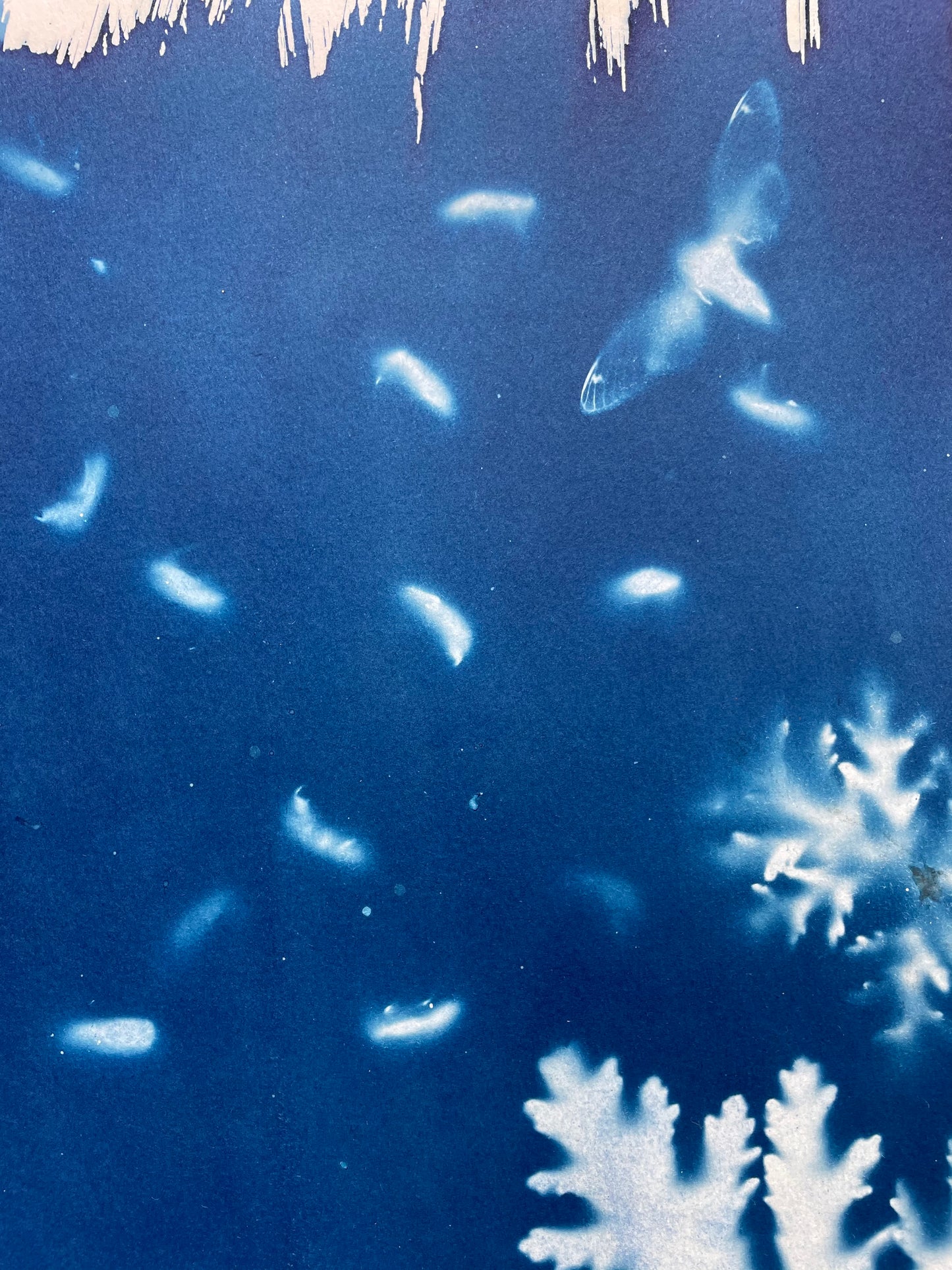 Brood X 21 Cyanotype #11