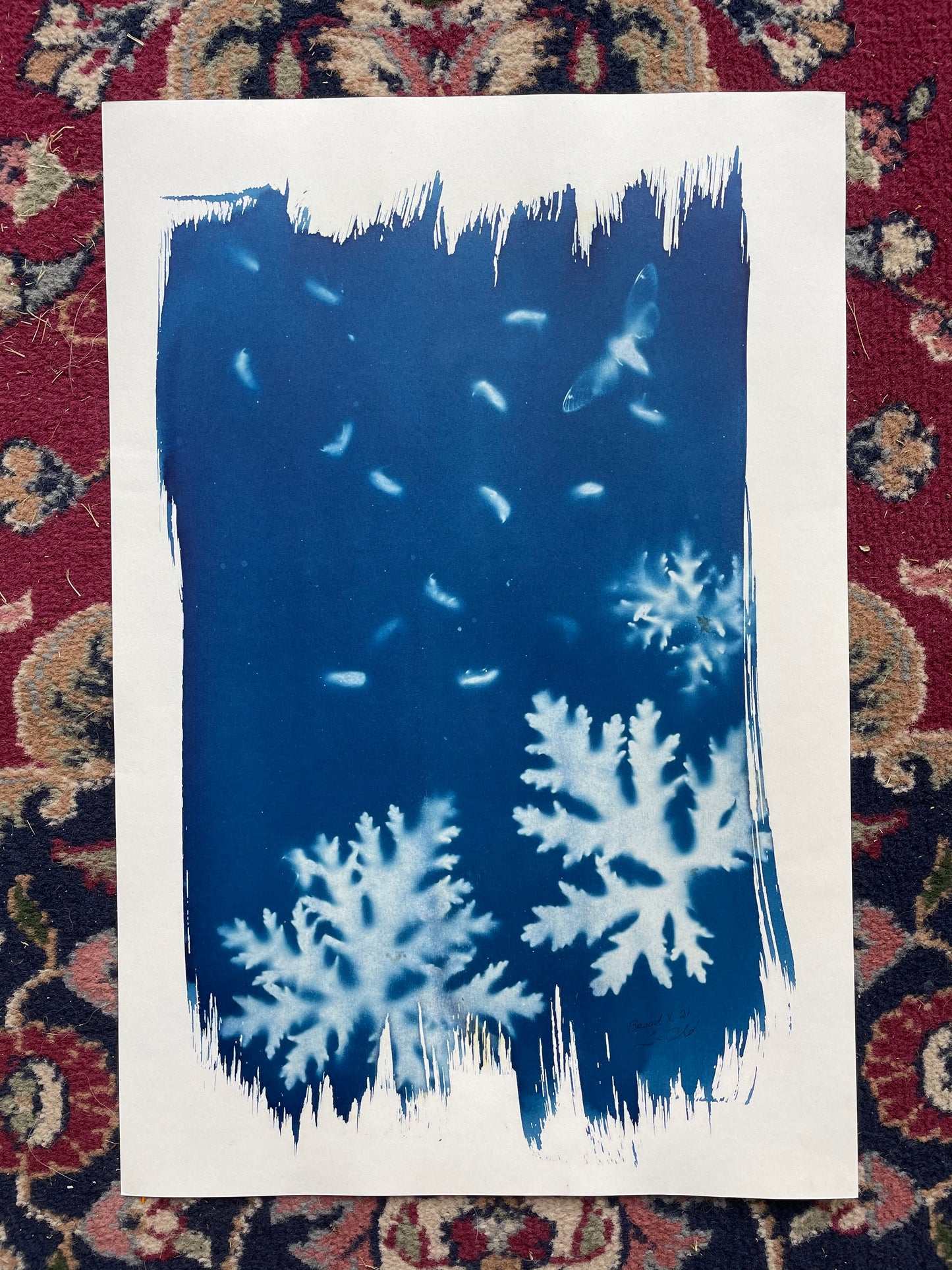 Brood X 21 Cyanotype #11
